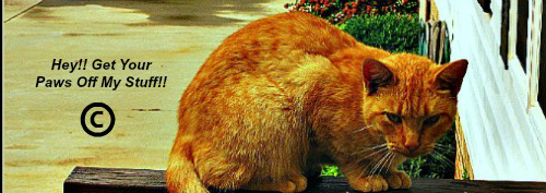 Permissions in Copyright Law with image of an orange-colored kitty.